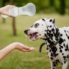 Bebedouro Portátil Dobrável Para Pets Silicone Viagem Passeio Caminhada Lazer 300ml