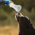 Bebedouro Tigela Pets Refresca Viagens Água Passeios Silicone Ração Recipiente Bacia Balde