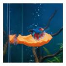 Betta Fish Hammock ELIRAR Shell Pad Orange para Betta Fish Betta Fish Hammock ELIRAR Shell Pad Orange para Betta Fish