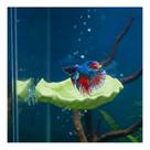 Betta Fish Hammock ELIRAR Shell Pad para Betta Fish Tank Green