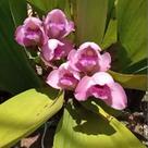 Bifrenaria tyrianthina