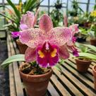 BLC Durigan 'Big Spot' - Orquídea Híbrida de Cattleya BLC Durigan 'Big Spot' - Orquídea Híbrida de Cattleya