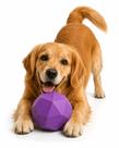 Bola Brinquedo Pet Cachorro Rocky Ball 70mm Roxo Neon