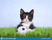 bola futebol pet - + dog