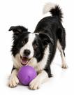 Bola Mordedora Brinquedo Pet Cães Slim Ball 40Mm Roxo Neon