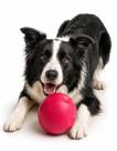 Bola Mordedora Brinquedo Pet Cães Slim Ball 60Mm Pink Neon