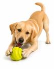 Bola Mordedora Brinquedo Pet Cães Slim Ball 70Mm Verde Neon