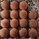Bolas de Natal de veludo marrom Liliful, 15 peças, enfeites de 8 cm