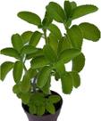 Boldo Africano Cultivado Domestico