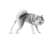 Boneco colecionável para cães HiPlay JXK Siberian Husky em escala 1:6