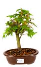 Bonsai Acer palmatum kaede tridente 7 anos vaso porcelana