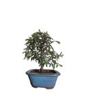 Bonsai Caliandra rosa vaso de porcelana