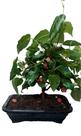 Bonsai de amora com frutos fertilizada e vaso