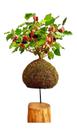 Bonsai de amora com frutos na kokedama