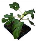 Bonsai de figo frutífera com frutos e vaso fertilizada