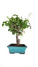 Bonsai de lingustrum ligustru 14 anos robusto com vaso de porcelana vietnamita