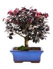 Bonsai Loropetalum Rubro 12 ANOS vaso de porcelana