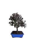 Bonsai Loropetalum Rubro chinense Amamelis c/vaso Porcelana 12 anos Bonsai Loropetalum Rubro chinense Amamelis c/vaso Porcelana 12 anos