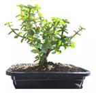 Bonsai portolacaria africana c/vaso fertilizada