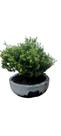 Bonsai Tuia golden (ouro) 7 anos , vaso marmorizado