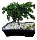 Bonsai tuia Pavão c/vaso fertilizada