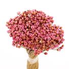 Botão Jazida Rosa Desidratado