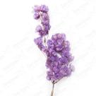 Bougainvile Desidratado Buque Flores Secas