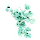 Bougainville Verde