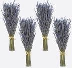 Bouquet de lavanda seca WEALD TRIBE 4 cachos (200g/400-440 hastes)