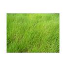 Brachiairia Llanero Incrustada 20kg Sementes