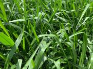 Brachiaria brizantha cv. Piata 20kg