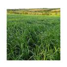 Brachiaria Brizantha Marandu Braquiarão 2kg Sementes