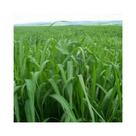 Brachiaria Brizantha MG-4 - 20kg Sementes