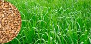 Brachiaria Decumbens - 10kg De Sementes Brachiaria Decumbens - 10kg De Sementes