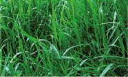 Brachiaria Decumbens 20 kg