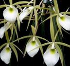 Brassavola perrini (orquídea cebolinha)