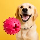 Brinquedo Bola Adestradog para Cães - BRINQPET