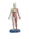 Brinquedo Educacional SmartLab Toys Squishy Human Body - 21 Peças