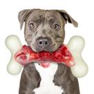 Brinquedo Indestructible para Cães DEBAK - Para Mastigadores Agressivos Brinquedo Indestructible para Cães DEBAK - Para Mastigadores Agressivos