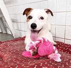 Brinquedo Pelucia Mordedor Caes Flamingo Rosa Grande Pets Cachorro e Gato Samantha