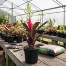 Bromélia Billbergia Amoena - Planta Ornamental Perene