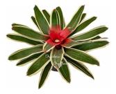 Bromelia Neoregelia Carolinae Variegata Planta Natural