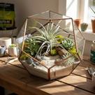 Bromélia Tillandsia Pohliana - Planta Exótica para Decoração