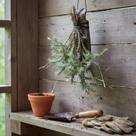 Bromélia Tillandsia Tricholepis - Planta Epífita para Decoração