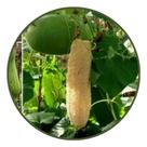 Bucha Bob - Contém 2,5 Semente(s) - topseeds