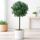 Bucho Buchinho Decoração Grama Jardim Planta Artificial 80cm
