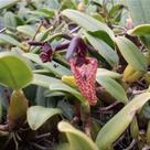 Bulbophyllum brevicarpum (urubu tomando sol) Bulbophyllum brevicarpum (urubu tomando sol)