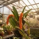 Bulbophyllum Elassonotum - Orquídea Exótica de Flores Pequenas