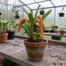 Bulbophyllum Elassonotum - Orquídea Exótica de Flores Pequenas