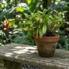 Bulbophyllum Fuscum var. Melinostachyum - Orquídea Exótica